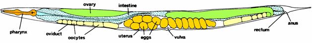 ag lochnit c.elegans1