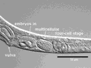 ag lochnit c.elegans2