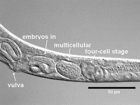 ag lochnit c.elegans2