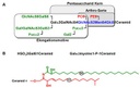 ag lochnit glykosphingolipide von nematoden