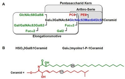 ag lochnit glykosphingolipide von nematoden