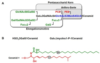 ag lochnit glykosphingolipide von nematoden