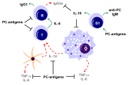 ag lochnit immunomodulation