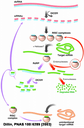 ag lochnit rnai