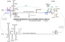 HCV genome replication