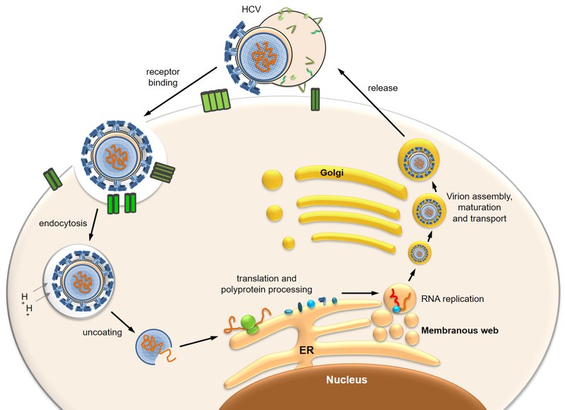 HCV replication cycle