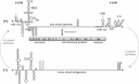Hepatitis C Virus genome replication