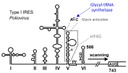 Poliovirus Internal Ribosome Entry Site