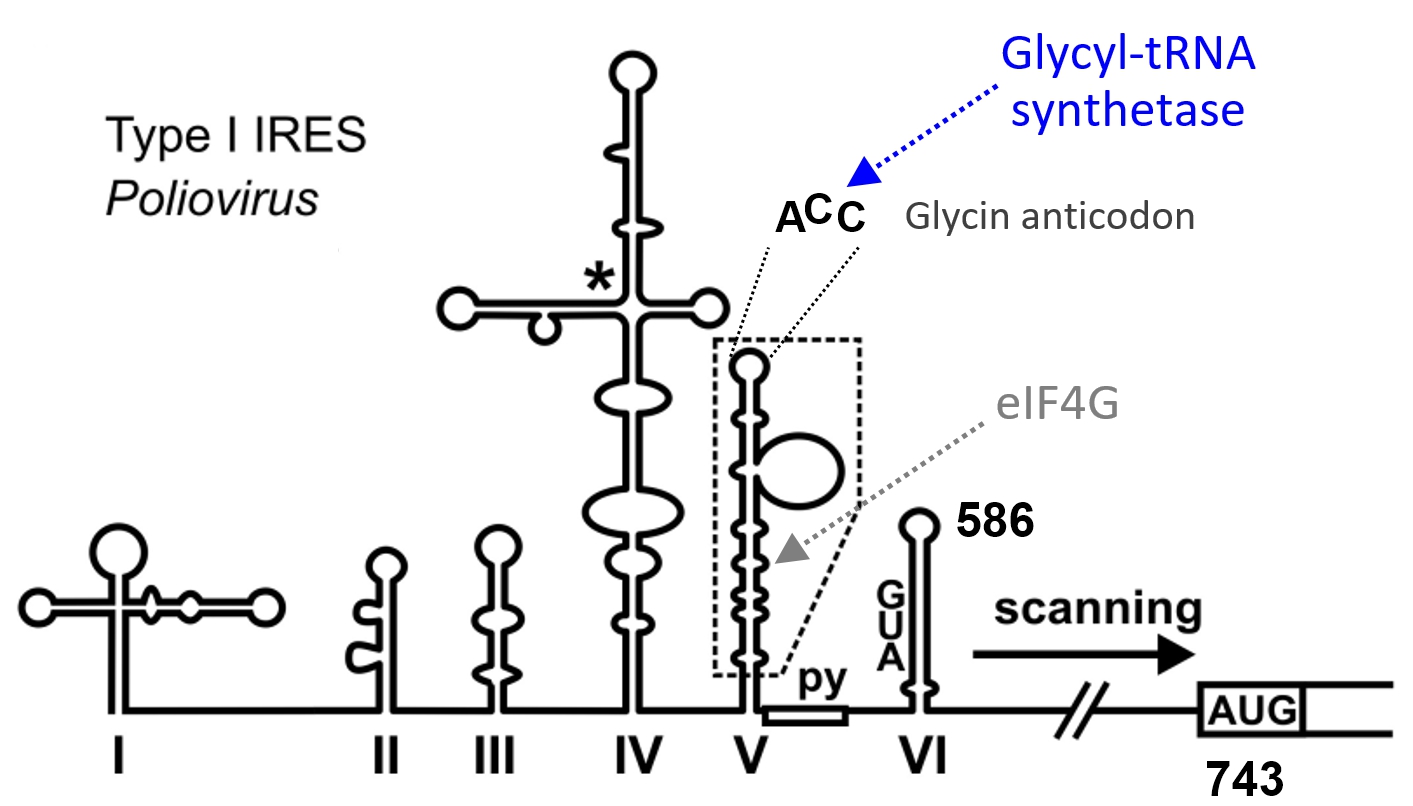 Poliovirus Internal Ribosome Entry Site