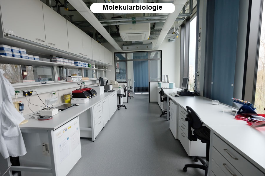Molekularbiologie.jpg