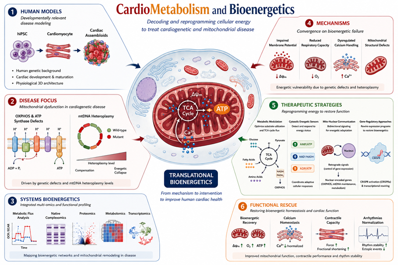 CardioMetabolism and Bioenergetics.png