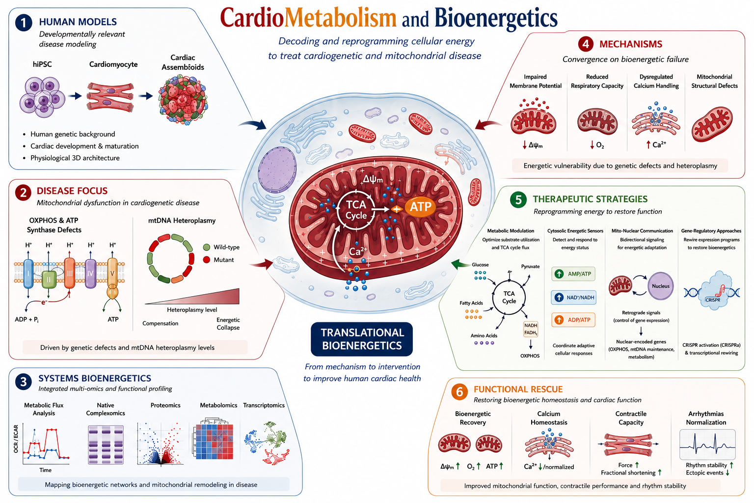 CardioMetabolism and Bioenergetics.png
