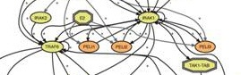 Science Signaling Icon
