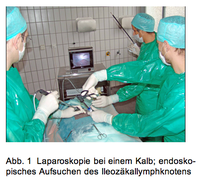 Laparoskopie bei einem Kalb.png