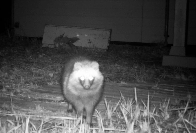 Ein Marderhund, aufgenommen von einer Wildkamera in der Sperrzone © Don’t Follow the Wind.jpg