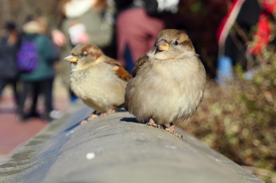 Annalina Benner: Bird Central Park