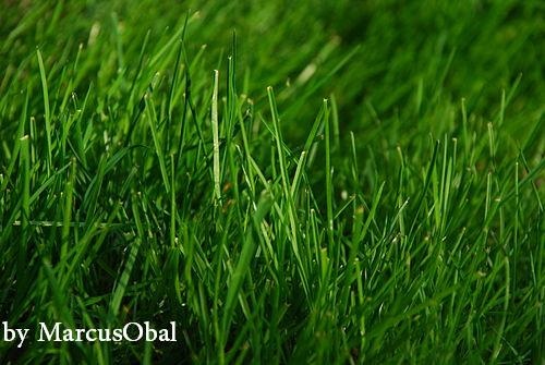 Green Grass