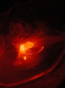 Red Glowing