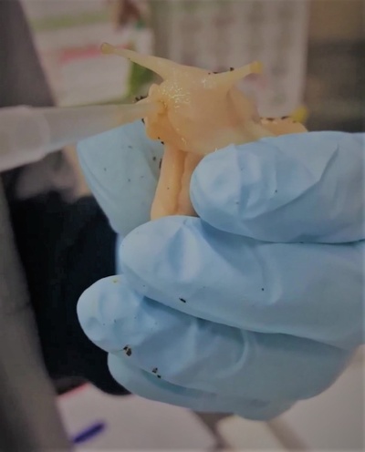 Segeritz_Lisa_Oral infection Achatina fulica .jpg