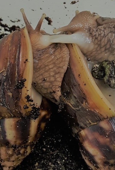 Reproduction achatina