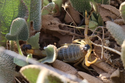 Scorpion on the field