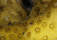 Whencoralseatplastic.jpg