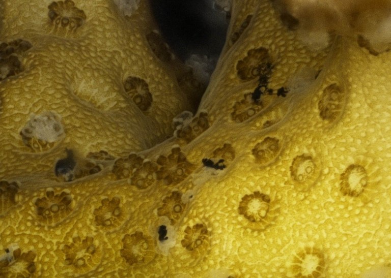 Whencoralseatplastic.jpg