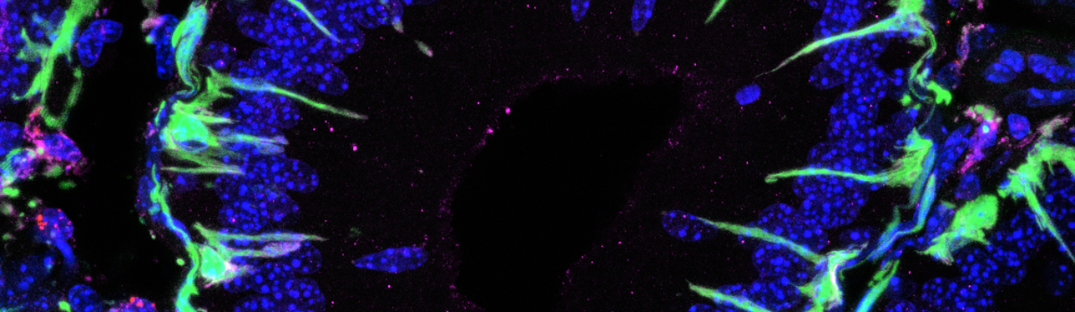 Confocal microscopy image_Dingding Ai.jpg