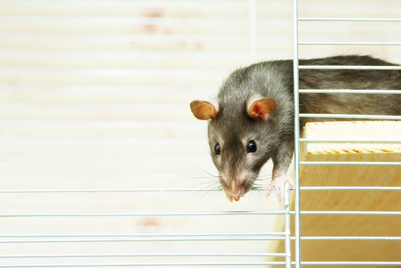 Rehoming Ratte 1