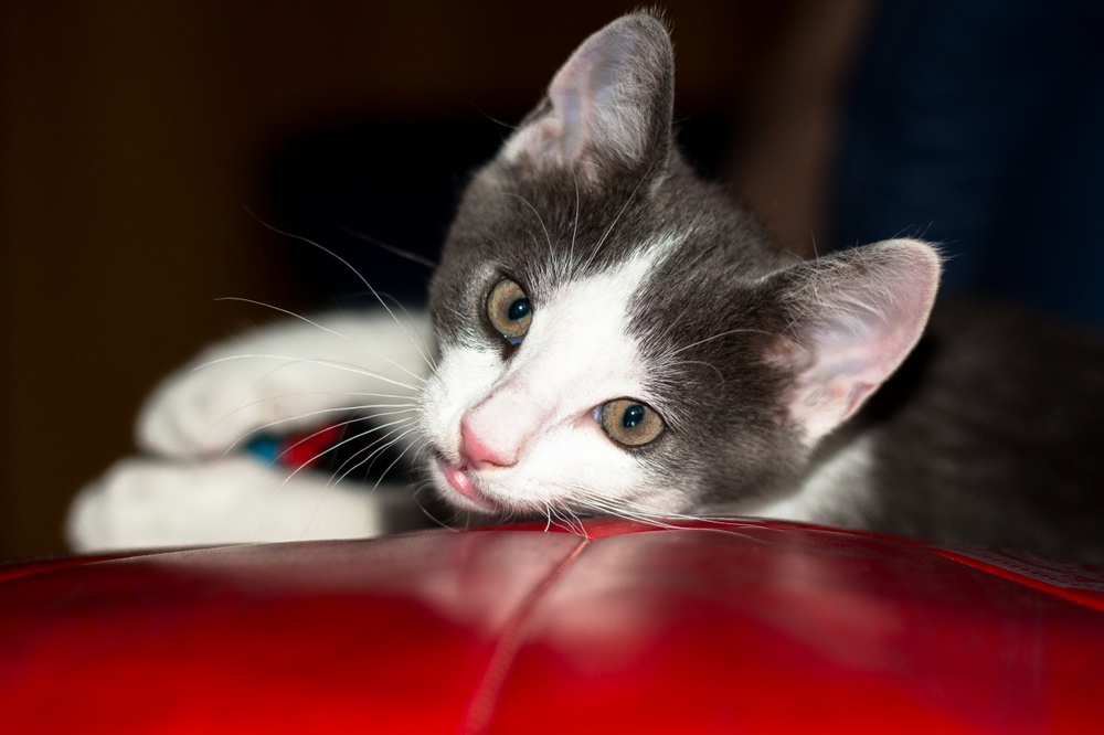 Katze