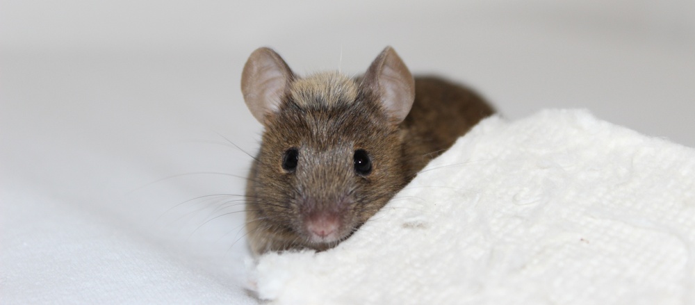 Guter Tierschutz ist gute Wissenschaft!