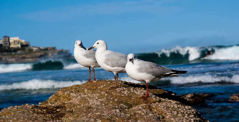 Vögel