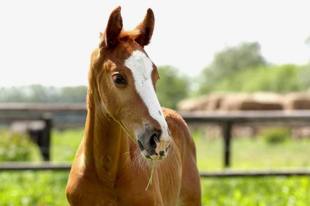 Pferd.jpg