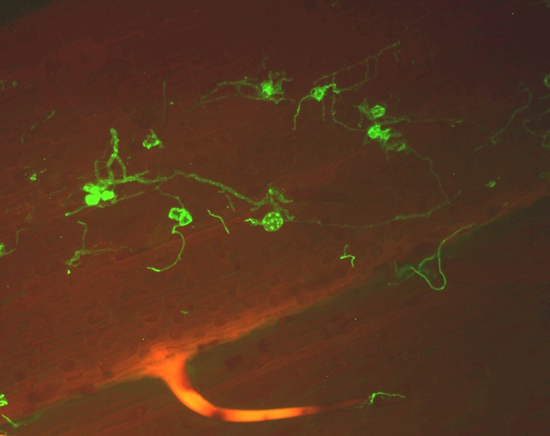 phytopath_bernhard.jpg