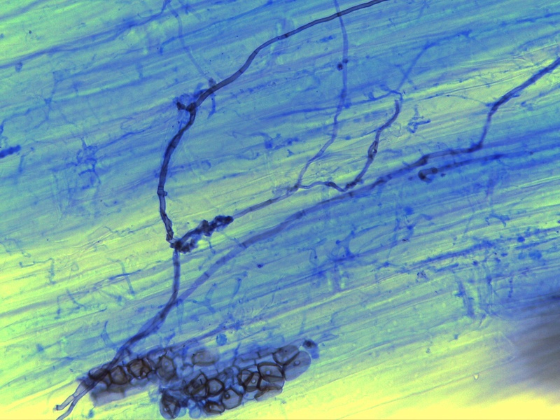 wheat-endophyte_ollo-2025.jpg