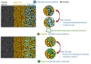 Polymer protective coatings in sodium solid-state batteries