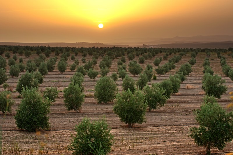 Olivenplantage Sonnenuntergang
