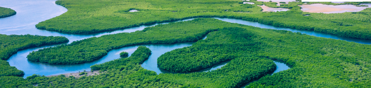 You see a the amazonas river from drone perspective