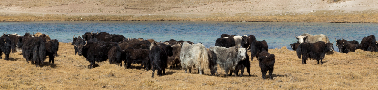 You see a group of cows at a lake