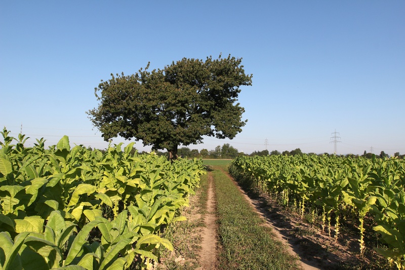 Summer School 1 (farm 1)