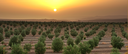 Plantage bei Sonnenuntergang