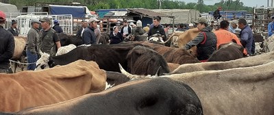 Cattle bazaar in Almaty