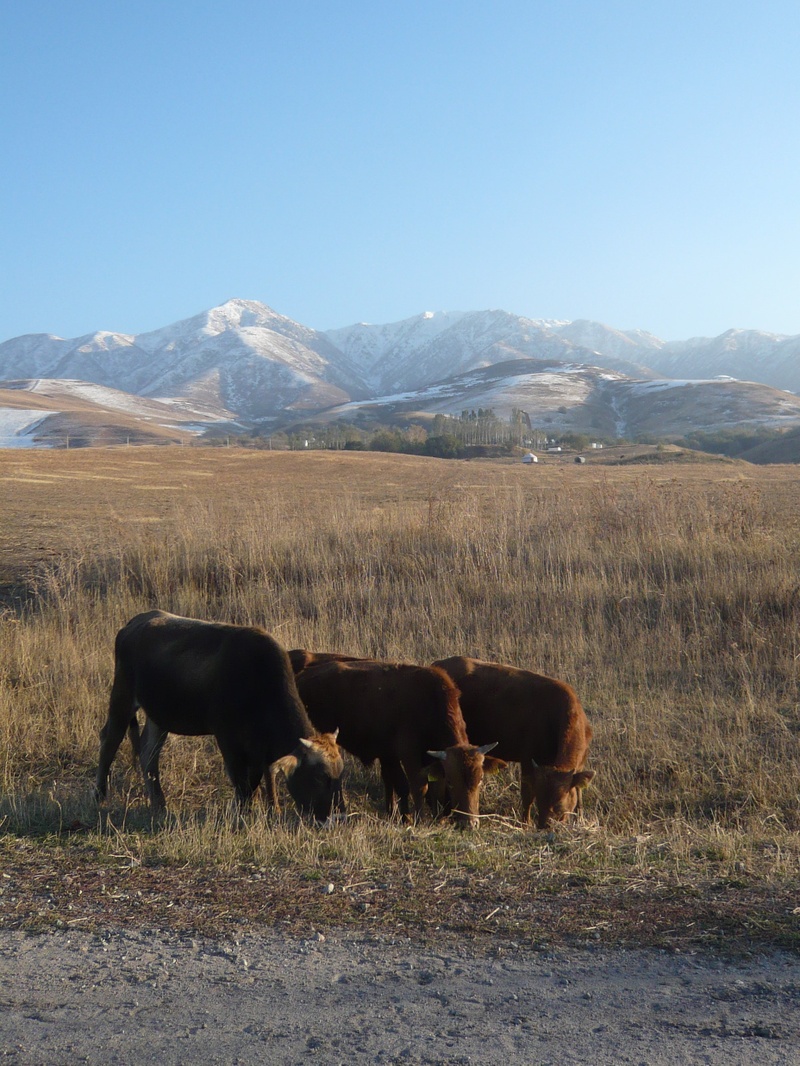 You see a Cattle Bazaar in Almaty by Sarah Robinsons