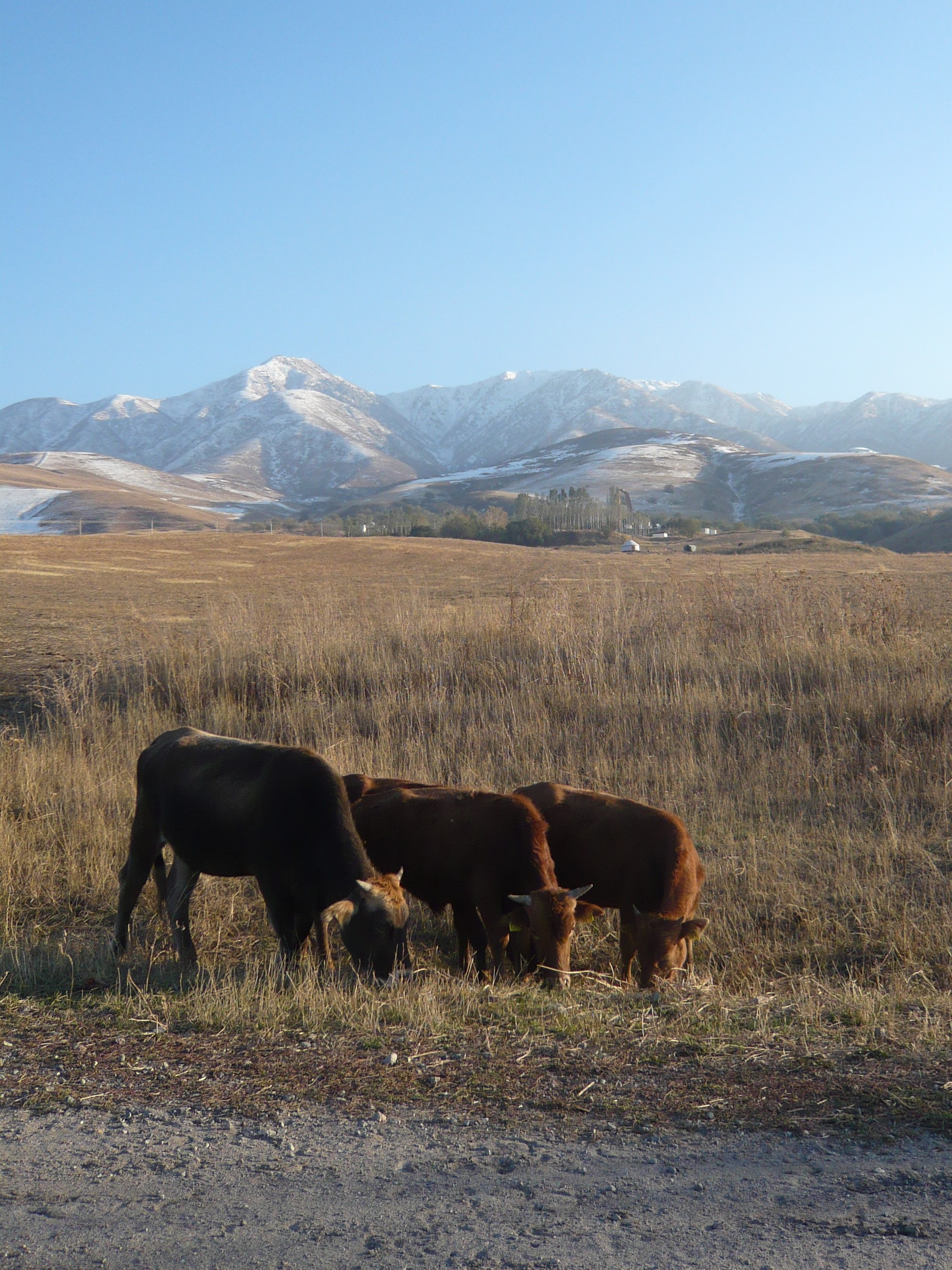 You see a Cattle Bazaar in Almaty by Sarah Robinsons