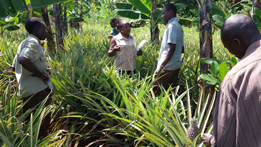 You see a picture of fieldwork among farmers in Uganda by harriet Kyomugisha