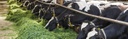 Organic dairy cows