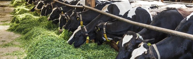 Organic dairy cows