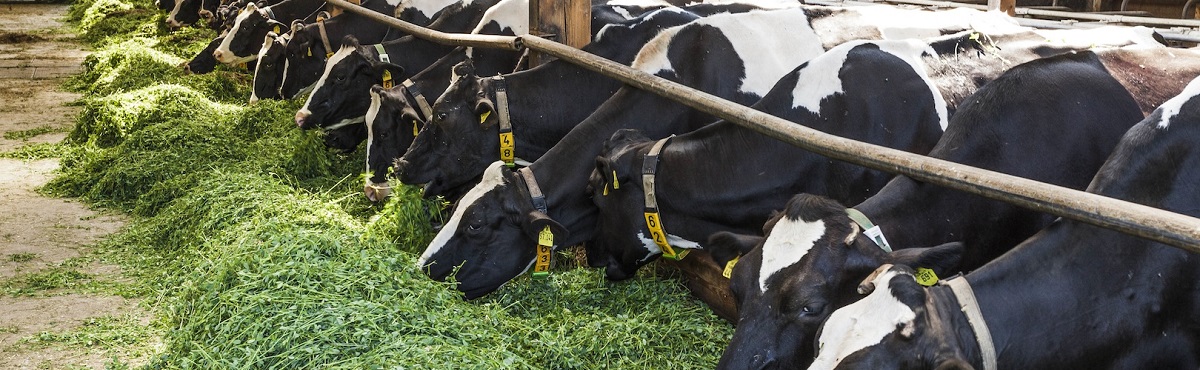 Organic dairy cows