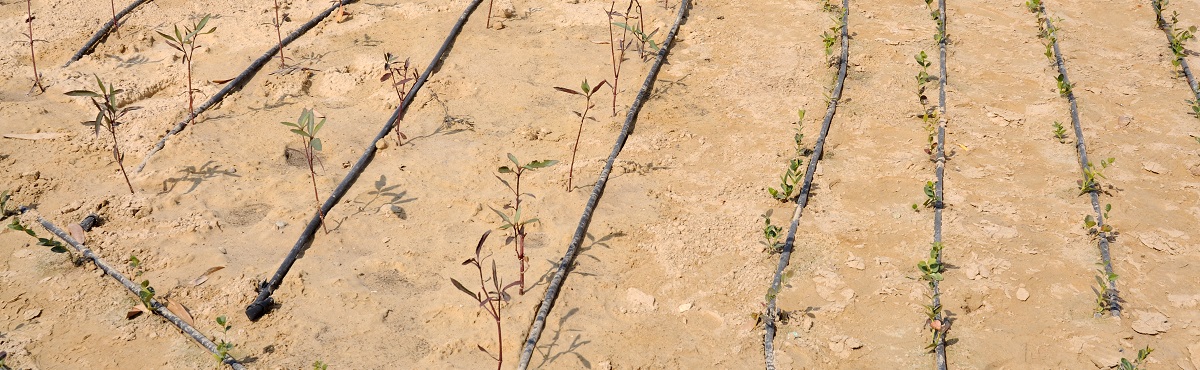 irrigation system.jpg