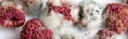moldy raspberries.jpg